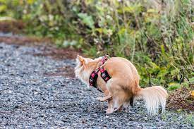 Why Dogs Kick Their Feet After They Poo Shoould I Be Concerned