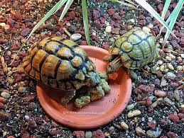 Hermann S Tortoise Care Garden State Tortoises Tortoise Care Tortoises Tortoise