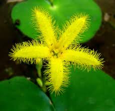 Image result for Nymphoides senegalensis