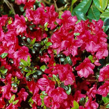 Maruschka Evergreen Azalea Buy Rhododendron Maruschka Online Millais Nurseries