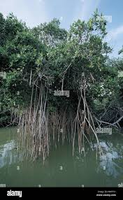Image result for Rhizophoraceae