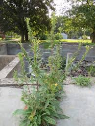 Image result for Ipomoea oenotherae