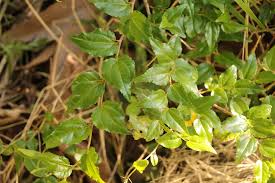 Image result for Priva flabelliformis