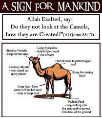Generalists why do they choose specific foods at specific times? The Scientific Miracles Of Islam It Is Not The Human Beings Who Created Neither These Are Created By Coincidental Genetic Mutation But Allah The Mighty Creator Created Them Meticulously In