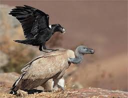 Crow Vulture Animales Divertidos Aves Aguila Real