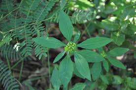 Image result for Euphorbia heterophylla