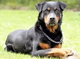Rottweiler german shepherd mixes also have dense coats of varying lengths. What Does A Doberman Rottweiler Mix Look Like Quora