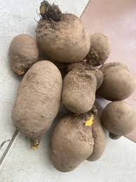 Image result for Dioscorea dumetorum