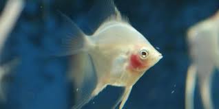 Different Types Of Freshwater Angelfish The Aquarium Guide Angel Fish Fresh Water Aquarium Fish