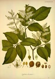 Image result for Copaifera baumiana