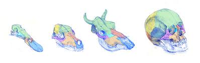 With the eyes in the front of the skull, the organism has better binocular vision. Animals Nature Journaling Week