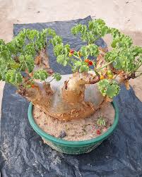 Image result for Coccinia mildbraedii