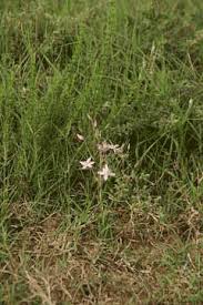 Image result for Cyanella lutea