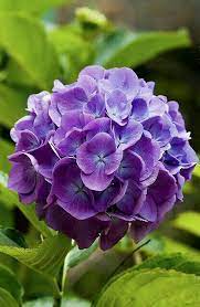 Pin By Teresa Clark On Language Of Flowers Hydrangea Purple Beautiful Flowers Amazing Flowers