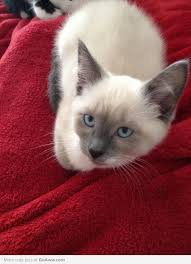 Like the blue, the chocolate point siamese is a genetic variation or a dilution of the original seal point siamese whereas lilac is accepted as being a dilution of the chocolate. Veryviral Discover Amazing Stories From Around The World Siamese Cats Blue Point Cats Pretty Cats