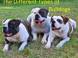 Check spelling or type a new query. A Guide To The Different Types Of Bulldogs Pethelpful