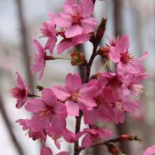 From wikipedia, the free encyclopedia. Zierkirsche Prunus Collingwood Ingram Rosa
