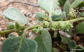 Image result for Tetragonia calycina