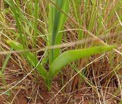 Image result for Chlorophytum bowkeri