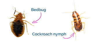 Does Bleach Kill Bed Bugs? Here'S What To Know - Bob Vila