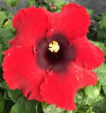 Image result for Hibiscus Red 2017 Vito