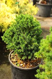 Image result for Cryptomeria