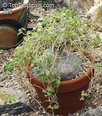 Image result for Xerosicyos