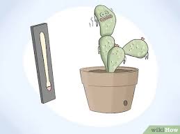 Introduction growing cactus from seed is not terribly difficult, although it does take purpose and patience. 6 Ways To Grow Cactus In Containers Wikihow