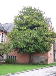 Plant evergreen magnolias in early spring. Evergreen Magnolia Magnolia Grandiflora Galissoniere Chew Valley Trees