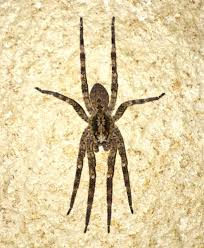 Bonne journée à tous ! Kerstin Briddigkeit On Twitter Eine Nosferatu Spinne Zoropsis Spinimana Wurde Ich Meinen