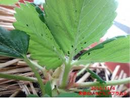 虫 虫 虫 アブラムシだけじゃない 今年のプランターは虫だらけ あぐうのベランダ菜園で実験中