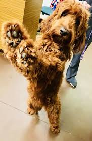 Check spelling or type a new query. Sunshine Acres Goldendoodles Irish Goldendoodle Betty Saltanovitz Valparaiso Indiana