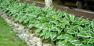 Hostas are tough, versatile, and adaptable. How To Grow Hostas In Your Yard Or Garden Today S Homeowner
