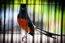 Maybe you would like to learn more about one of these? Inilah Pakan Terbaik Untuk Murai Batu Ngriwik Dan Macet Bunyi Burungnya Com