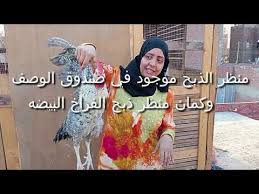 نساء تذبح البط تحميل اغاني مجانا. Ø·Ø±ÙŠÙ‚Ù‡ Ø°Ø¨Ø­ Ø§Ø´Ø±Ø³ Ø¯ÙŠÙƒ Ø¨Ù„Ø¯ÙŠ Ø¨Ø³ Ø¹Ù„ÙŠ Ù…ÙŠÙ† ÙƒØ§Ù† ØºÙŠØ±Ù‡ Ø§Ø´Ø·Ø± ÙˆØªÙ†Ø¸ÙŠÙÙ‡ ÙƒÙ…Ø§Ù† Ø¨Ù‚ÙŠ ÙÙ„Ù‡ Ø§Ù„ÙŠ ÙŠÙˆÙ…ÙŠØ§Øª Ø¬ÙŠÙ‡Ø§Ù† ÙˆØ·ÙŠÙˆØ±Ù‡Ø§ Ø¯ÛŒØ¯Ø¦Ùˆ Dideo