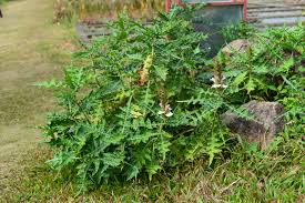 Image result for Acanthus montanus