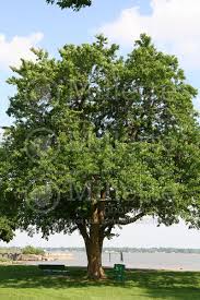 Image result for Maclura