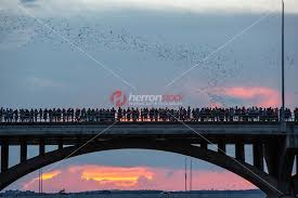 Pin On Congress Avenue Bat Bridge