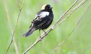 2024 Spring Bridges by Natural Resources Foundation of Wisconsin