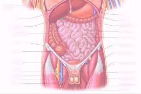 The intercostal muscles consist of a group of three layered muscles, from superficial to deep: Male Torso Abdominal And Thoracic Viscera Part 2 Anatomy Ch 1 Diagram Quizlet