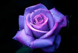 Purple Rose Wallpapers Top Free Purple Rose Backgrounds Wallpaperaccess See the beautiful images of roses, which are beautiful part of our wonderful nature that. purple rose wallpapers top free