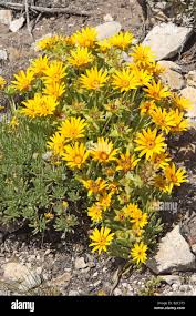 Image result for Dyssodia