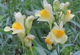 We did not find results for: Fiori Gialli Arancio Linaria Vulgaris Plantaginaceae Natura Mediterraneo Forum Naturalistico
