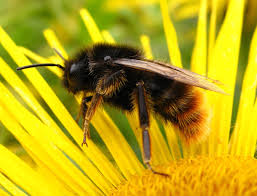 Image result for Bombus rupestris