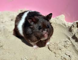 Brown and white syrian hamster. 295 Cute Funny Hamster Name Ideas With Meanings We Re All About Pets