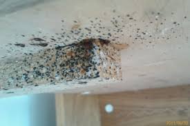 V dnešní době už vůbec není pravdivá rovnice štěnice=špína. Okrasne Zakrsle Dreviny Kousnuti Stenice