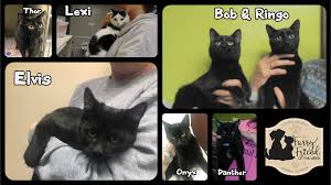 Does the aspca have kittens? Lcar Black Cat Adoption Special Through Feb 1