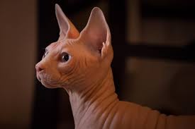 Adopting a cat from sphynx rescue or a shelter. Sphynx Cat Adoption How To Care For The Perfect Hairless Cat Petsmont