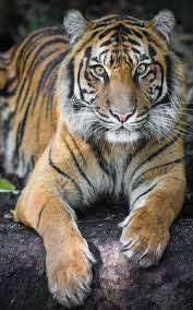 A collection of the top 58 3d wallpapers and backgrounds available for download for free. Tiger Live Wallpaper Apk Free Download App For Android