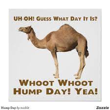 Happy easter day wishes 2021 and quotes for family and facebook friends. Hump Day Poster Zazzle Com In 2021 Hump Day Humor Hump Day Quotes Camels Funny